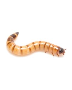Feeder Superworms 50ct