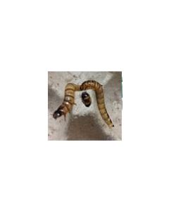 Live Superworms