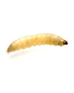 Feeder Waxworms 100ct