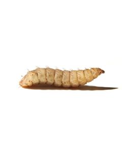 Feeder Solider Fly Lava 100ct