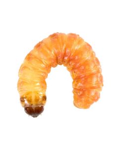 Feeder Waxworms 12ct