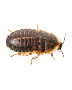 Large Feeder Dubia Roaches 50ct