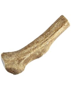 Happy Dog of Cape Cod Elk Antlers Whole XX Large