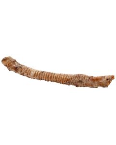 Butcher's Block Whole Trachea Dog Treats 14-18”