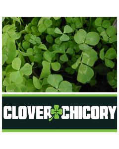 10# Clover Chicory Blend
