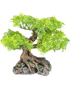 Komodo Small Bonsai Tree