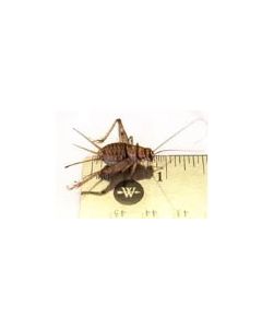 Live Crickets Large