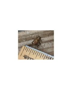 Live Crickets Medium