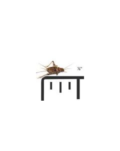 Live Crickets Pinhead