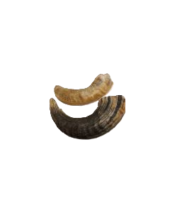 Icelandic+ Lamb Horn Dog Treat Large